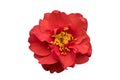 Scarlet avens Geum chiloense Mrs. Bradshaw, flower, no background